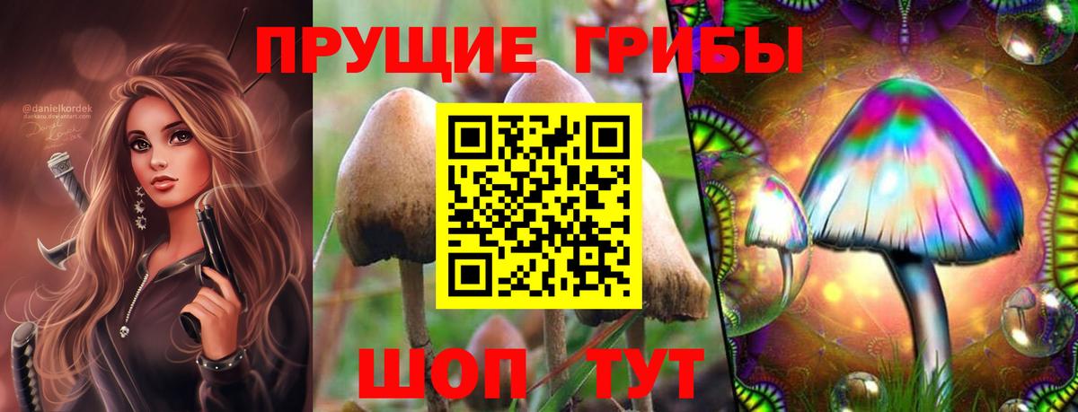 купить наркотик  Псилоцибиновые грибы GOLDEN TEACHER  Вход с VPN  Псилоцибиновые грибы мицелий  Кудрово 